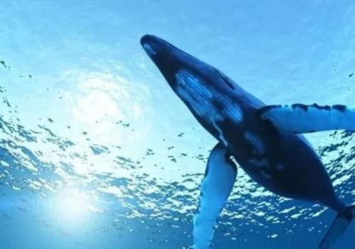 蓝鲸黑肉爆料视频大全,揭秘网络暗流涌动的真相